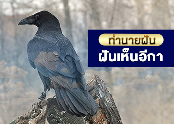 ฝันเห็นอีกา เลขเด็ด