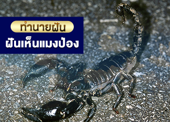 ฝันเห็นแมงป่อง เลขเด็ด