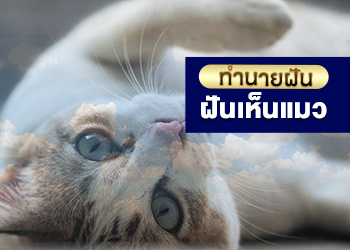 ฝันเห็นแมว เลขเด็ด