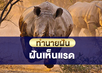 ฝันเห็นแรด เลขเด็ด