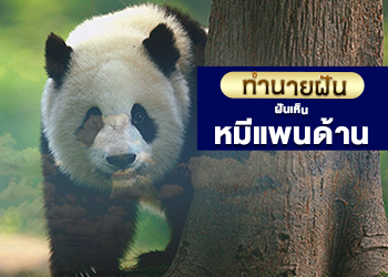 ฝันเห็นหมีแพนด้า  เลขเด็ด