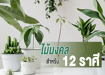 ไม้มงคล 12 ราศี