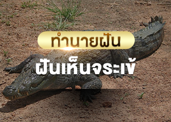 ฝันเห็นจระเข้ เลขเด็ด