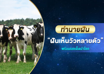 ทำนายฝัน ฝันเห็นวัวหลายตัว พร้อมเลขเด็ด
