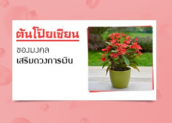 ของมงคลเสริมดวงการเงิน ต้นโป๊ยเซียน