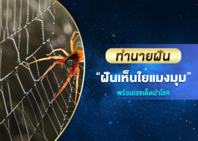 ทำนายฝัน ฝันเห็นใยแมงมุม พร้อมเลขเด็ด