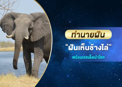 ทำนายฝัน ฝันเห็นช้างไล่ พร้อมเลขเด็ด