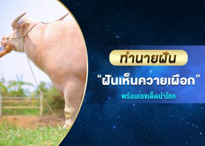 ทำนายฝัน ฝันเห็นควายเผือก พร้อมเลขเด็ด