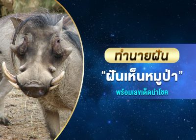 ทำนายฝัน ฝันเห็นหมูป่า พร้อมเลขเด็ด