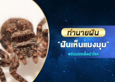 ทำนายฝัน ฝันเห็นแมงมุม พร้อมเลขเด็ด