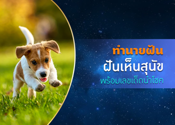 ทำนายฝัน ฝันเห็นสุนัข พร้อมเลขเด็ดนำโชค
