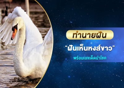 ทำนายฝัน ฝันเห็นหงส์ขาว พร้อมเลขเด็ดนำโชค