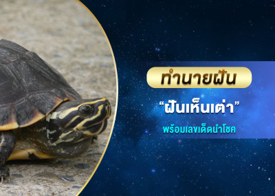 ทำนายฝัน ฝันเห็นเต่า พร้อมเลขเด็ดนำโชค
