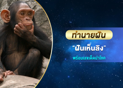 ทำนายฝัน ฝันเห็นลิง พร้อมเลขเด็ดนำโชค