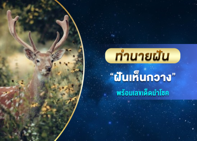 ทำนายฝัน ฝันเห็นกวาง พร้อมเลขเด็ดนำโชค