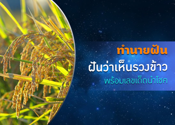 ทำนายฝัน ฝันเห็นรวงข้าว พร้อมเลขเด็ดนำโชค