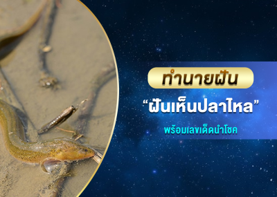 ทำนายฝัน ฝันเห็นปลาไหล พร้อมเลขเด็ดนำโชค