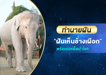 ทำนายฝัน ฝันว่าช้างเผือก พร้อมเลขนำโชค