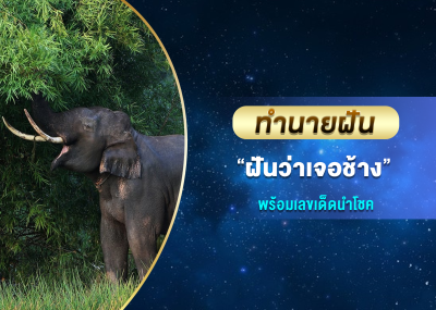 ทำนายฝัน ฝันว่าเจอช้าง พร้อมเลขเด็ดนำโชค