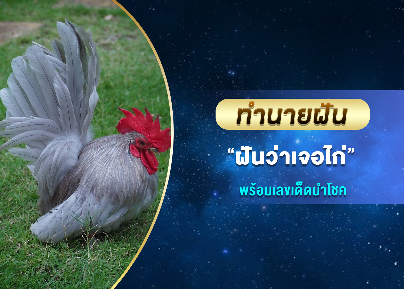 ทำนายฝัน ฝันว่าเจอไก่ พร้อมเลขเด็ดนำโชค