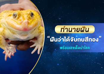 ทำนายฝัน ฝันว่าได้จับกบสีทอง พร้อมเลขนำโชค