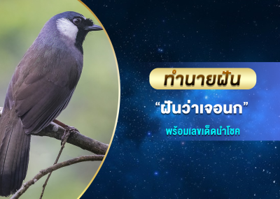 ทำนายฝัน ฝันว่าเจอนก พร้อมเลขเด็ดนำโชค