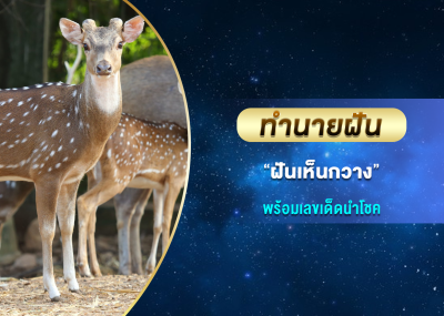 ทำนายฝัน ฝันเห็นกวาง พร้อมเลขเด็ดนำโชค
