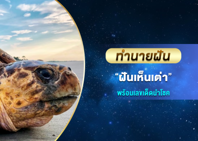 ทำนายฝัน ฝันเห็นเต่า พร้อมเลขเด็ดนำโชค